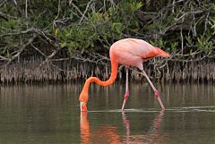 American Flamingo